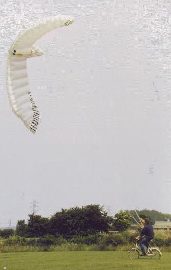 giant birds